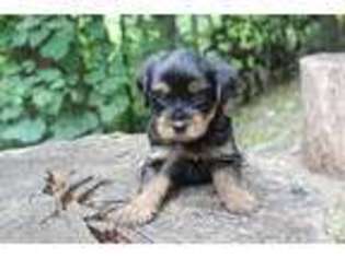 Yorkshire Terrier Puppy for sale in Harleysville, PA, USA