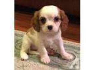 Cavalier King Charles Spaniel Puppy for sale in ORANGE, CA, USA
