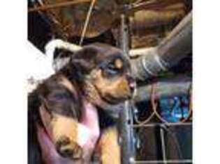 Rottweiler Puppy for sale in Mattoon, IL, USA
