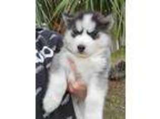 Siberian Husky Puppy for sale in Spring Hill, FL, USA