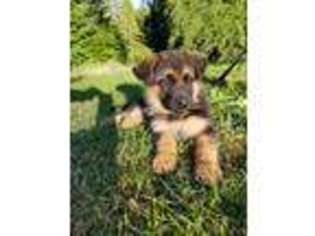 German Shepherd Dog Puppy for sale in Castle Rock, WA, USA