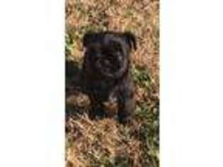 Brussels Griffon Puppy for sale in Collinsville, OK, USA
