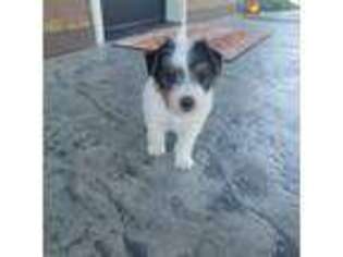Jack Russell Terrier Puppy for sale in Richland, WA, USA