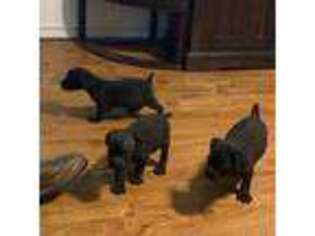 Cane Corso Puppy for sale in Lawrenceburg, KY, USA