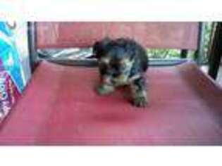 Yorkshire Terrier Puppy for sale in Holly Pond, AL, USA