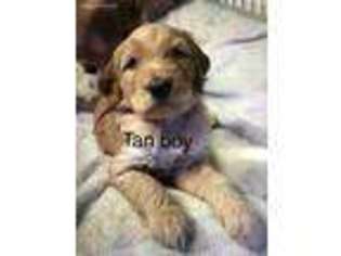 Goldendoodle Puppy for sale in Willard, OH, USA