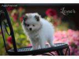 Pomeranian Puppy for sale in Warrensburg, MO, USA
