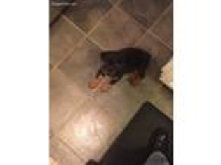 Rottweiler Puppy for sale in Dallas, TX, USA