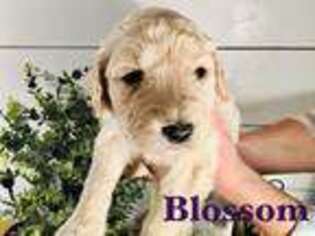 Goldendoodle Puppy for sale in Energy, IL, USA