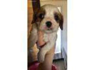 Cavalier King Charles Spaniel Puppy for sale in Bushnell, FL, USA