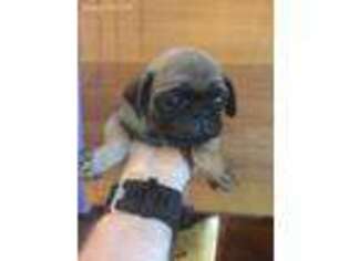 Pug Puppy for sale in Macungie, PA, USA