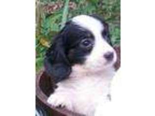 Mutt Puppy for sale in Middlebury, CT, USA