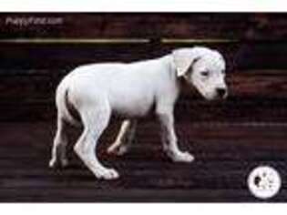 Dogo Argentino Puppy for sale in Memphis, TN, USA