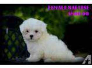 Maltese Puppy for sale in PENSACOLA, FL, USA