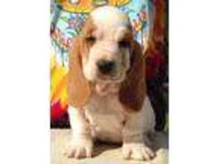 Basset Hound Puppy for sale in Ovapa, WV, USA