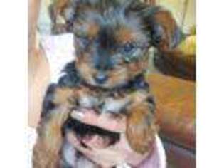 Yorkshire Terrier Puppy for sale in Goleta, CA, USA