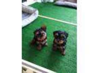 Yorkshire Terrier Puppy for sale in Mountain Rest, SC, USA