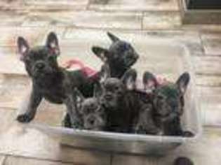 French Bulldog Puppy for sale in Hobart, IN, USA