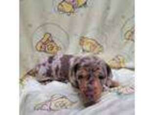Dachshund Puppy for sale in Shickshinny, PA, USA