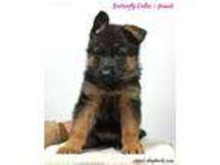 German Shepherd Dog Puppy for sale in Minneota, MN, USA