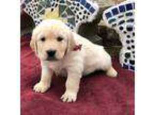 Golden Retriever Puppy for sale in Atchison, KS, USA