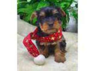 Yorkshire Terrier Puppy for sale in Lansing, IA, USA