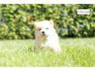 Chow Chow Puppy for sale in South Bend, IN, USA