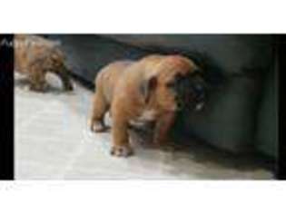 Boxer Puppy for sale in Clarkston, WA, USA