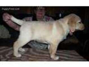 Labrador Retriever Puppy for sale in Doniphan, MO, USA