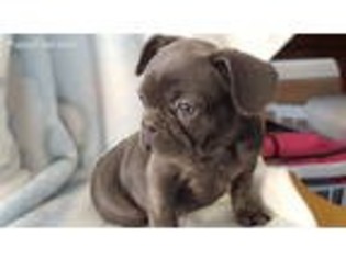 French Bulldog Puppy for sale in Moscow Mills, MO, USA