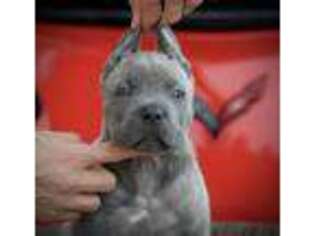 Cane Corso Puppy for sale in Mcallen, TX, USA