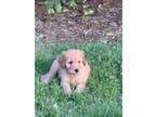 Goldendoodle Puppy for sale in Washington, IN, USA