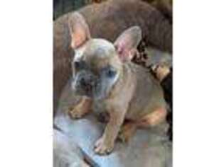 French Bulldog Puppy for sale in Rootstown, OH, USA