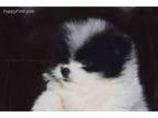 Pomeranian Puppy for sale in Ogdensburg, NY, USA