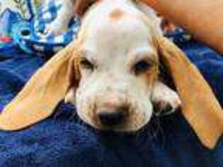 Basset Hound Puppy for sale in Winchester, OH, USA