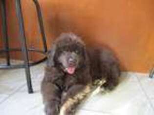 Newfoundland Puppy for sale in Sterling Heights, MI, USA