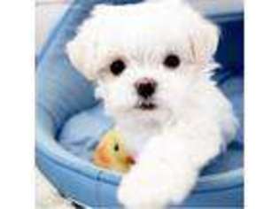 Maltese Puppy for sale in Victorville, CA, USA