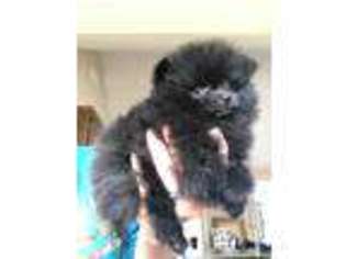 Pomeranian Puppy for sale in Lees Summit, MO, USA