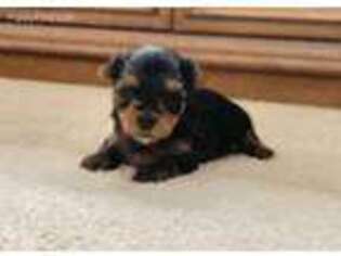Yorkshire Terrier Puppy for sale in West Milford, NJ, USA