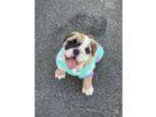 Bulldog Puppy for sale in Wallingford, CT, USA