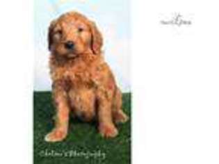 Goldendoodle Puppy for sale in Canton, OH, USA
