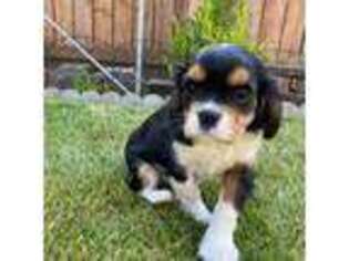 Cavalier King Charles Spaniel Puppy for sale in Battle Ground, WA, USA
