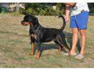 Rottweiler Puppy for sale in Spokane, WA, USA