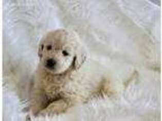 Goldendoodle Puppy for sale in Minocqua, WI, USA