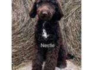 Labradoodle Puppy for sale in Jacksonville, VT, USA
