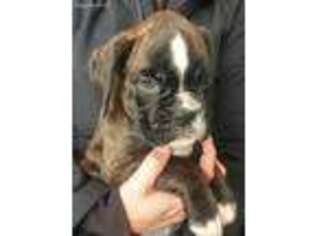 Boxer Puppy for sale in Berlin, WI, USA