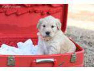 Goldendoodle Puppy for sale in Auburn, NE, USA
