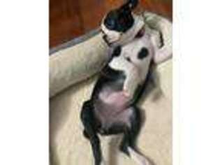 Boston Terrier Puppy for sale in Reading, PA, USA