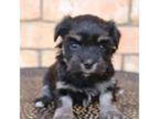 Havanese Puppy for sale in Dodd City, TX, USA