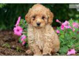 Labradoodle Puppy for sale in Lancaster, PA, USA